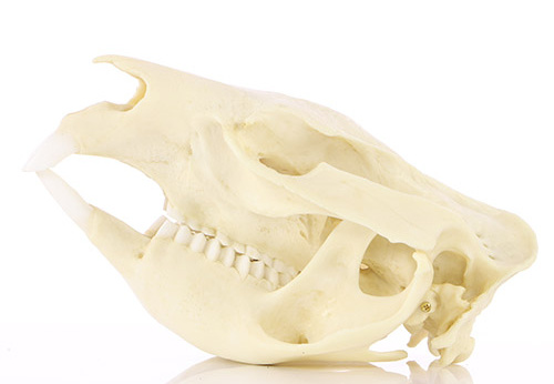 Réplique du crâne de wombat