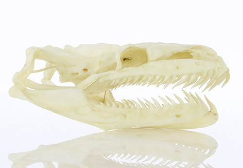 Réplique du crâne de python réticulé