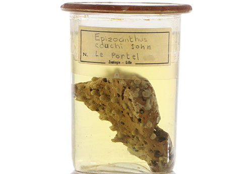 Epizoanthus couchi