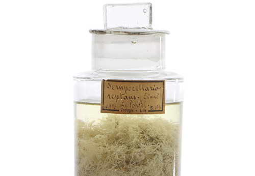 Scrupocellaria reptans