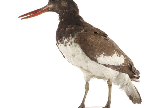 Huîtrier pie, Haematopus ostralegus