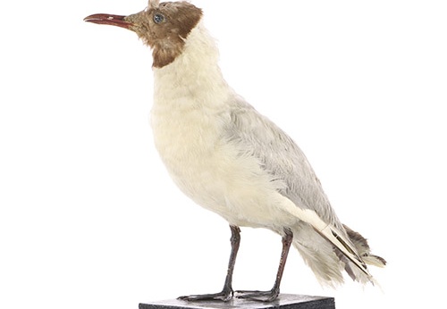 Mouette rieuse, Chroicocephalus ridibundus