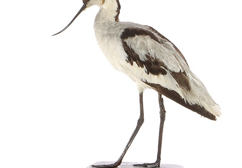 Avocette élégante, Recurvirostra avosetta