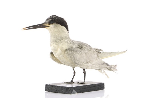 Sterne caugek, Thalasseus sandvicensis