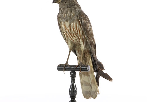 Busard cendré, Circus pygargus