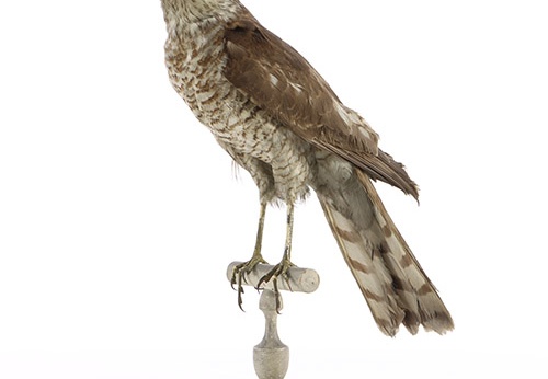 Épervier d'Europe, Accipiter nisus