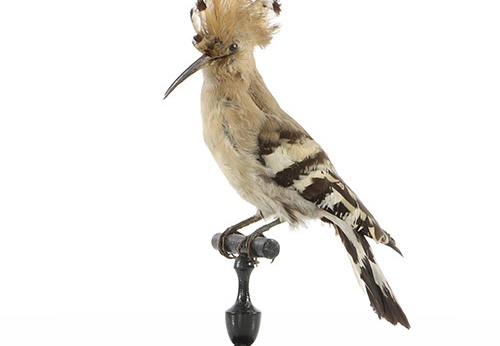 Huppe fasciée, Upupa epops