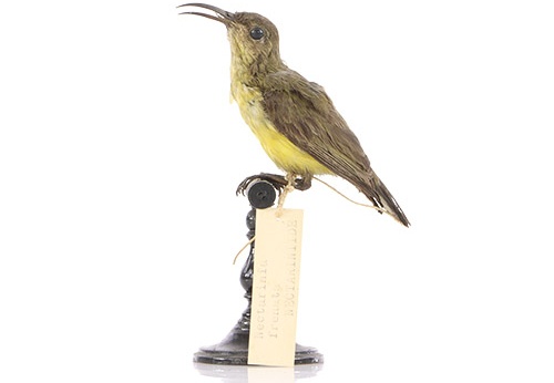 Souimanga à poitrine jaune, Cinnyris jugularis frenatus