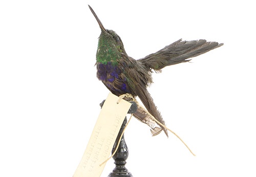 Dryade à queue fourchue, Thalurania furcata