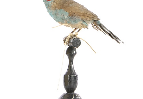 Cordonbleu à joues rouges, Uraeginthus bengalus