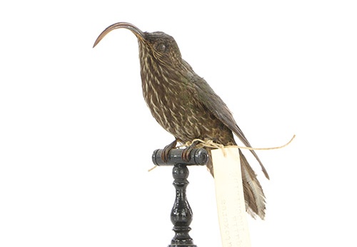 Bec-en-faucille aigle, Eutoxeres aquila