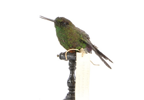 Érione à ventre cuivré, Eriocnemis cupreoventris