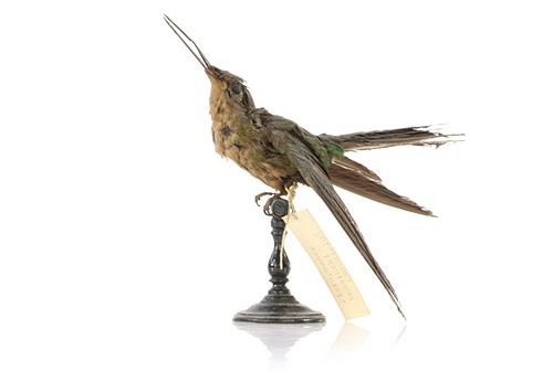 Colibri à ailes saphir, Pterophanes cyanopterus