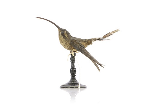 Ermite à longue queue, Phaethornis longirostris