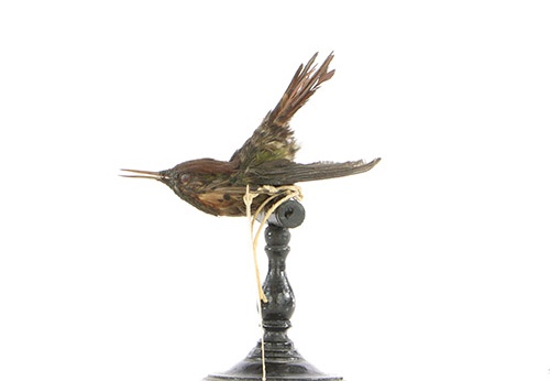 Coquette huppe-col, Lophornis ornatus