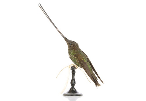 Colibri porte-épée, Ensifera ensifera