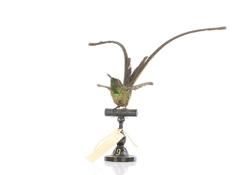 Porte-traîne lesbie, Lesbia victoriae