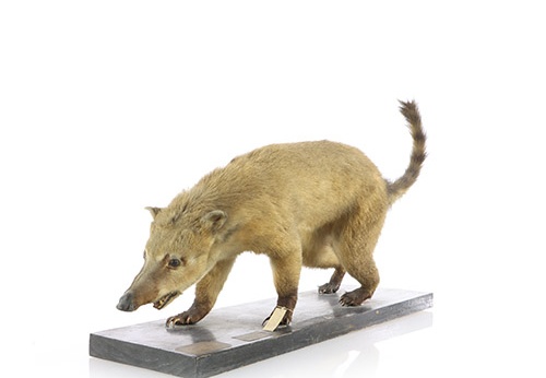 Coati roux, Nasua rufa