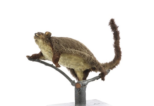 Ecureuil volant, Schoinobates volans