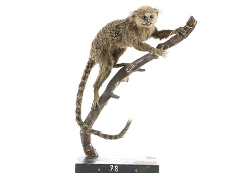 Ouistiti commun, Callithrix jacchus