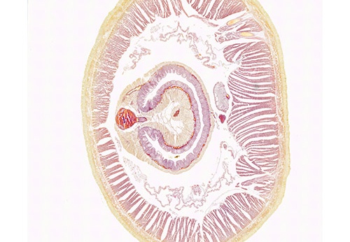 Coupes histologiques