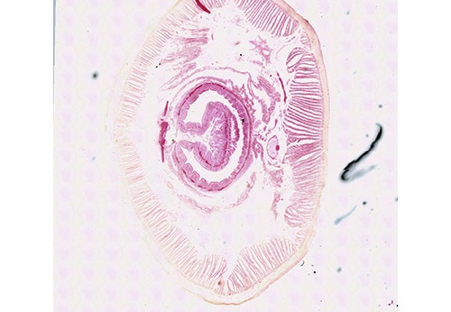 Coupes histologiques