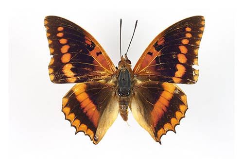 Charaxes lucretius