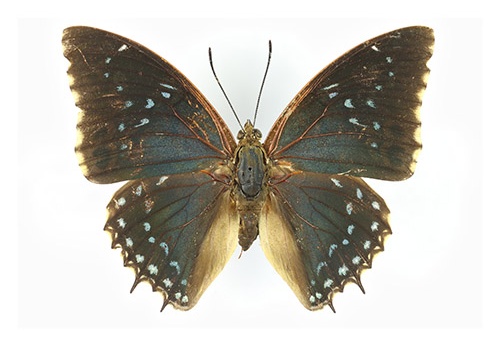Charaxes tiridates (mâle)