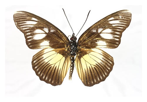 Pseudacraea lucretia "L"
