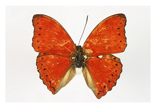 Cymothoe sp.