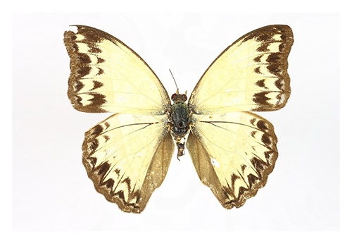 Cymothoe consanguis