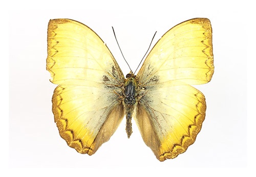 Cymothoe hyarbita