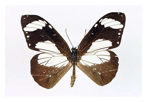 Amauris niavus "A"