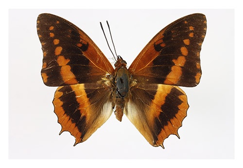 Charaxes cynthia