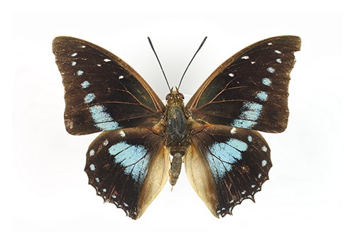 Charaxes imperialis