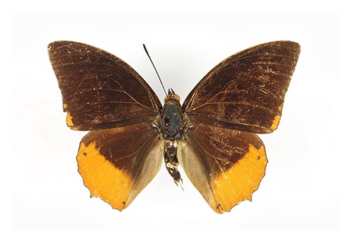 Charaxes protoclea