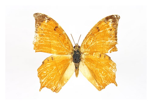 Polyura paphianus