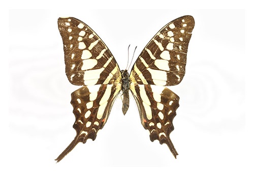 Graphium policenes
