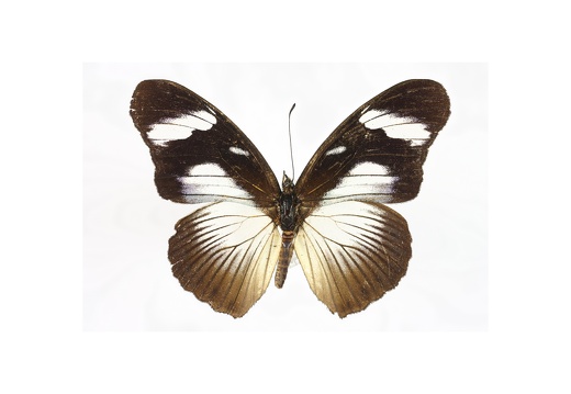 Hypolimnas anthedon "N"