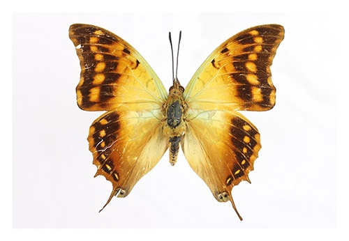 Charaxes candiope