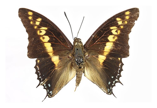 Charaxes castor