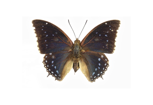 Charaxes tiridates (femelle)