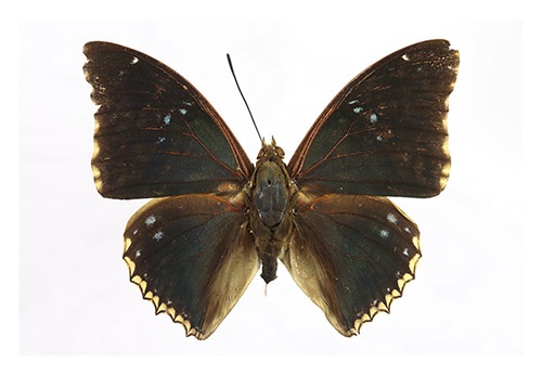 Charaxes bipunctatus