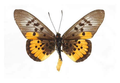 Rubraea egina