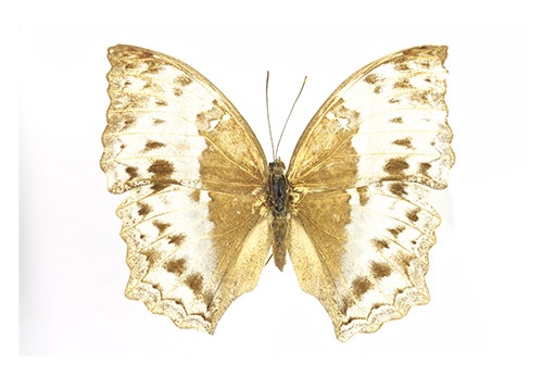 Harma theobene (femelle)