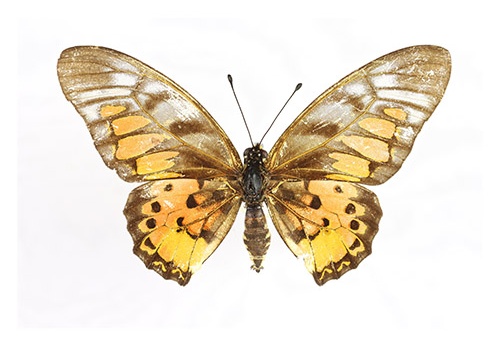 Graphium ridleyanus "F"