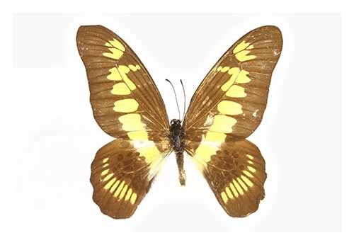 Graphium latreillianus "X"