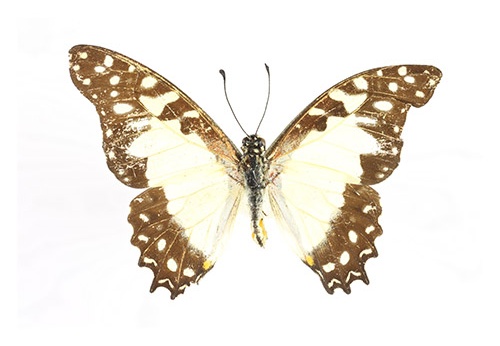 Graphium angolanus