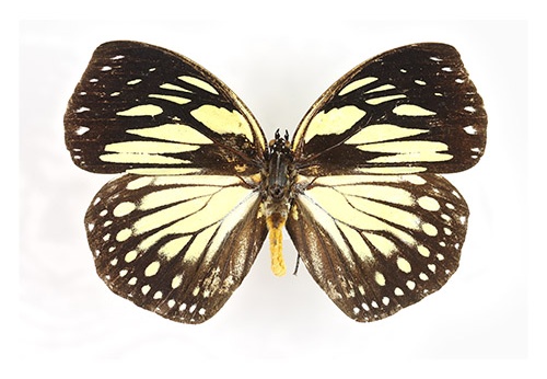 Entomologie