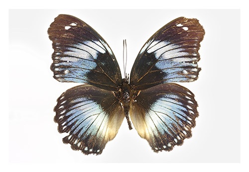 Hypolimnas salmacis "P"